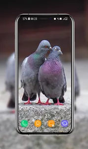 Pigeon Wallpapers screenshot 2