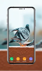 Pigeon Wallpapers screenshot 5