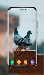 Pigeon Wallpapers screenshot 6