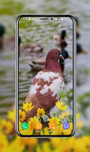 Pigeon Wallpapers screenshot 7