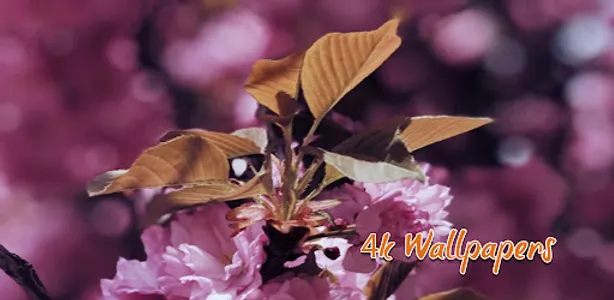 Sakura HD Wallpapers 4K screenshot 0