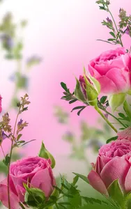 Pink Flowers Live Wallpaper screenshot 3