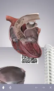 3D Cardiology Small animals screenshot 2