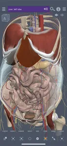 Primal's 3D Abdomen screenshot 0