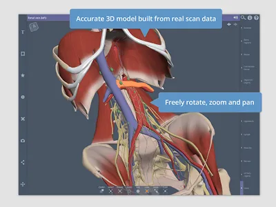 Primal's 3D Abdomen screenshot 14