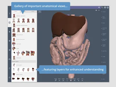 Primal's 3D Abdomen screenshot 6