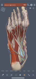 Primal's 3D Leg, Ankle & Foot screenshot 0