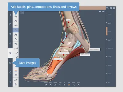 Primal's 3D Leg, Ankle & Foot screenshot 12