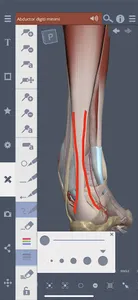 Primal's 3D Leg, Ankle & Foot screenshot 2