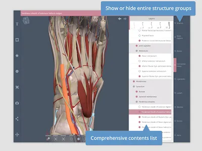 Primal's 3D Leg, Ankle & Foot screenshot 5
