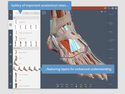 Primal's 3D Leg, Ankle & Foot screenshot 6