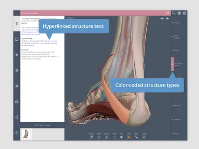 Primal's 3D Leg, Ankle & Foot screenshot 8