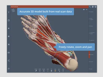 Primal's 3D Leg, Ankle & Foot screenshot 9