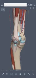 Primal's 3D Knee screenshot 0