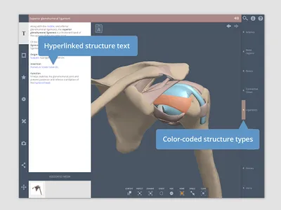 Primal's 3D Shoulder & Arm screenshot 8