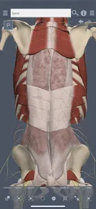 Primal's 3D Spine screenshot 0
