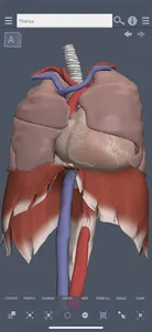 Primal's 3D Thorax screenshot 0