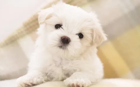 Puppies Live Wallpaper screenshot 6