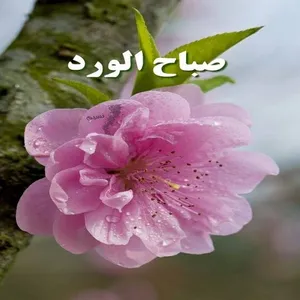 صباح الخير 2023 screenshot 5