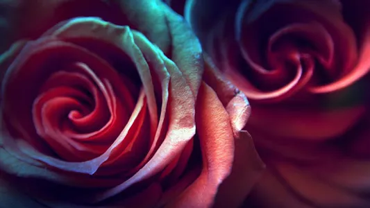 Rose Live Wallpaper screenshot 6