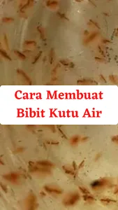 Cara Usaha Budidaya Kutu Air screenshot 0