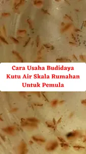 Cara Usaha Budidaya Kutu Air screenshot 3
