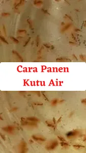 Cara Usaha Budidaya Kutu Air screenshot 5