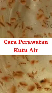 Cara Usaha Budidaya Kutu Air screenshot 6