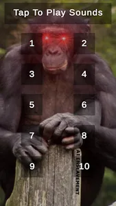 Bonobo Sounds screenshot 0