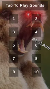 Gibbon Monkey Sounds screenshot 0