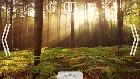 Relax Nature: Forest screenshot 0