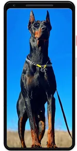 Doberman Wallpapers screenshot 0