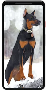 Doberman Wallpapers screenshot 1