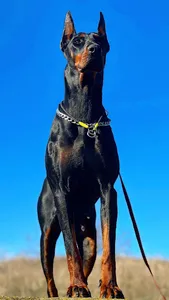 Doberman Wallpapers screenshot 2