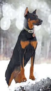 Doberman Wallpapers screenshot 3