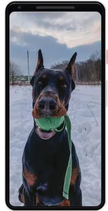 Doberman Wallpapers screenshot 4