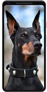 Doberman Wallpapers screenshot 5