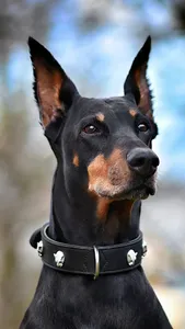 Doberman Wallpapers screenshot 6