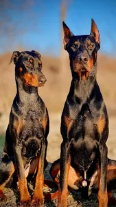 Doberman Wallpapers screenshot 7