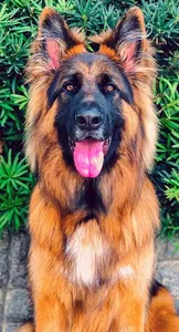 German Shepherd Wallpapers screenshot 10