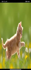 info animal screenshot 1