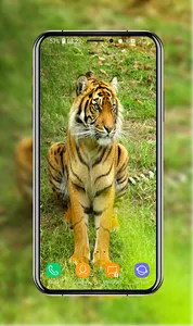 Tiger Wallpapers screenshot 8