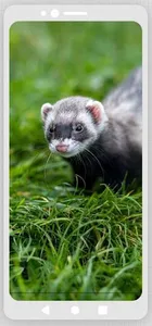 Ferret Ringtones screenshot 0