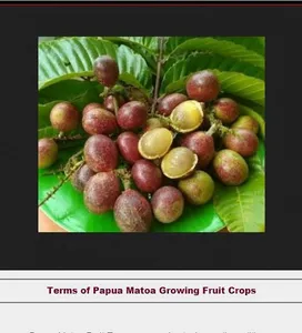 Complete Matoa Fruit Cultivati screenshot 11