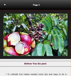 Complete Matoa Fruit Cultivati screenshot 12