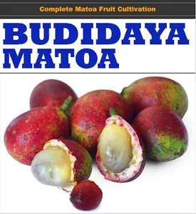 Complete Matoa Fruit Cultivati screenshot 8