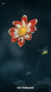 Wallpaper Engine: 4k wallpaper screenshot 2