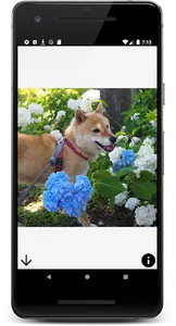 Shiba Swipe - Unlimited Shiba  screenshot 0