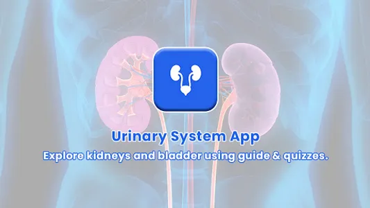 Urinary System screenshot 14