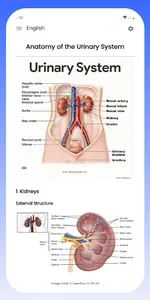 Urinary System screenshot 4